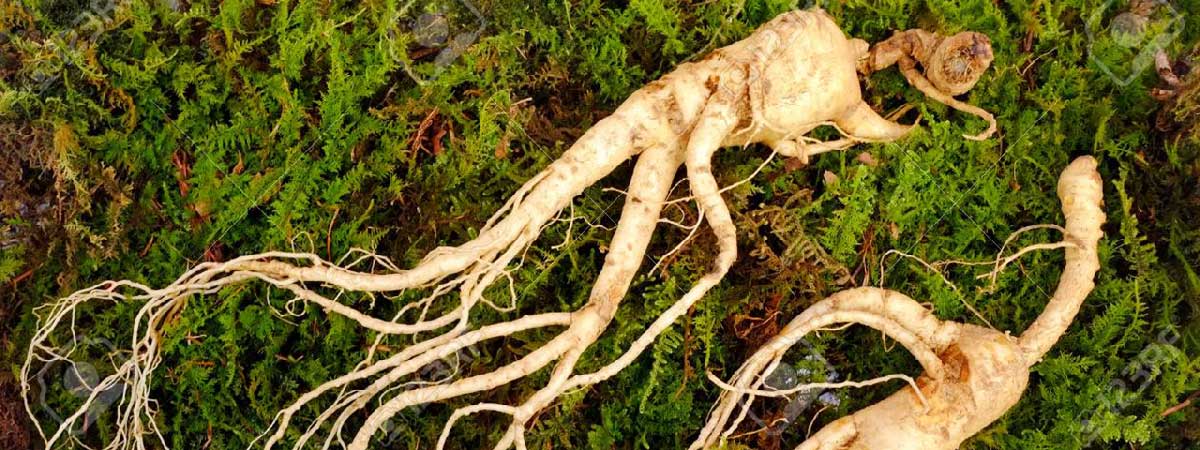 Ginseng, the Elixir of Life?